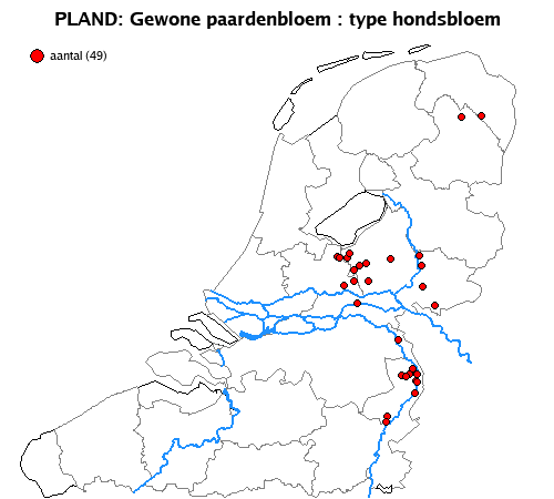 hondsbloem